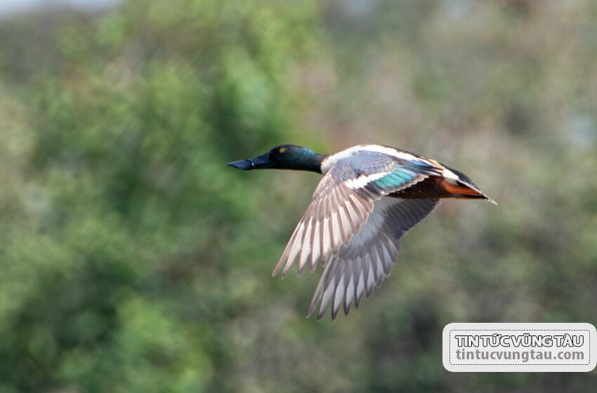  Thi chụp ảnh chim quốc tế đầu tiên tại Việt Nam: Muộn còn hơn không