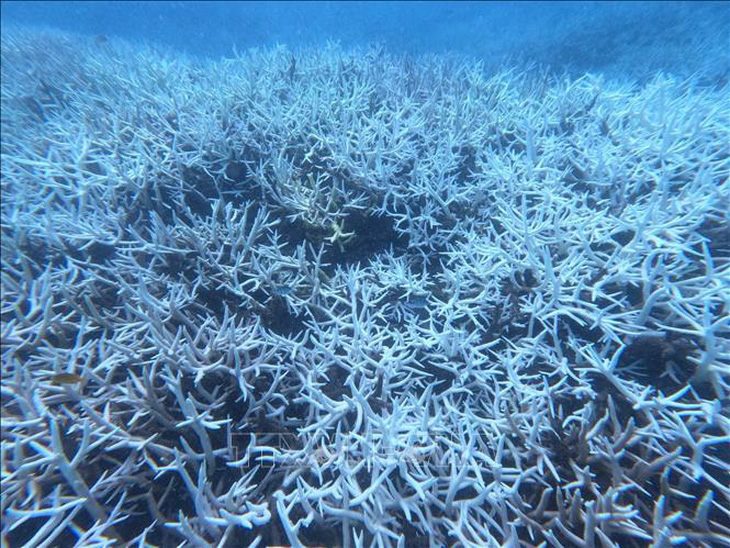  San hô Côn Đảo bị tẩy trắng: Kiến nghị giảm khai thác thủy sản, dịch vụ lặn